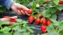 National Pick Strawberries Day