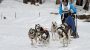 Sled Dog Day