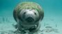 Manatee Awareness Month